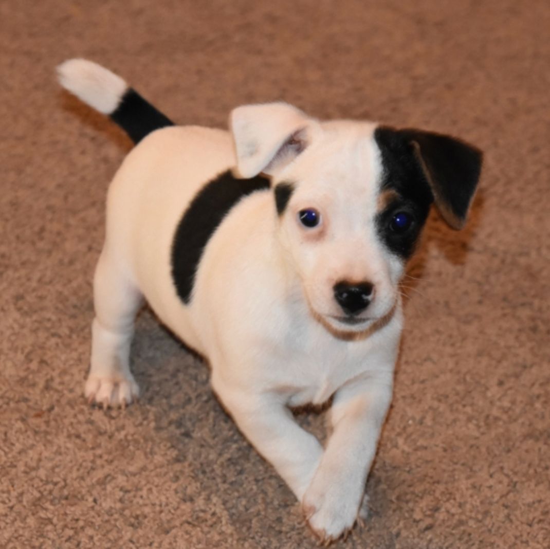 comprar cachorros sanos, baratos y asequibles para la venta